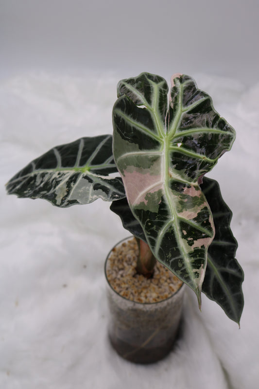 Alocasia Amazonica Thai Pink
