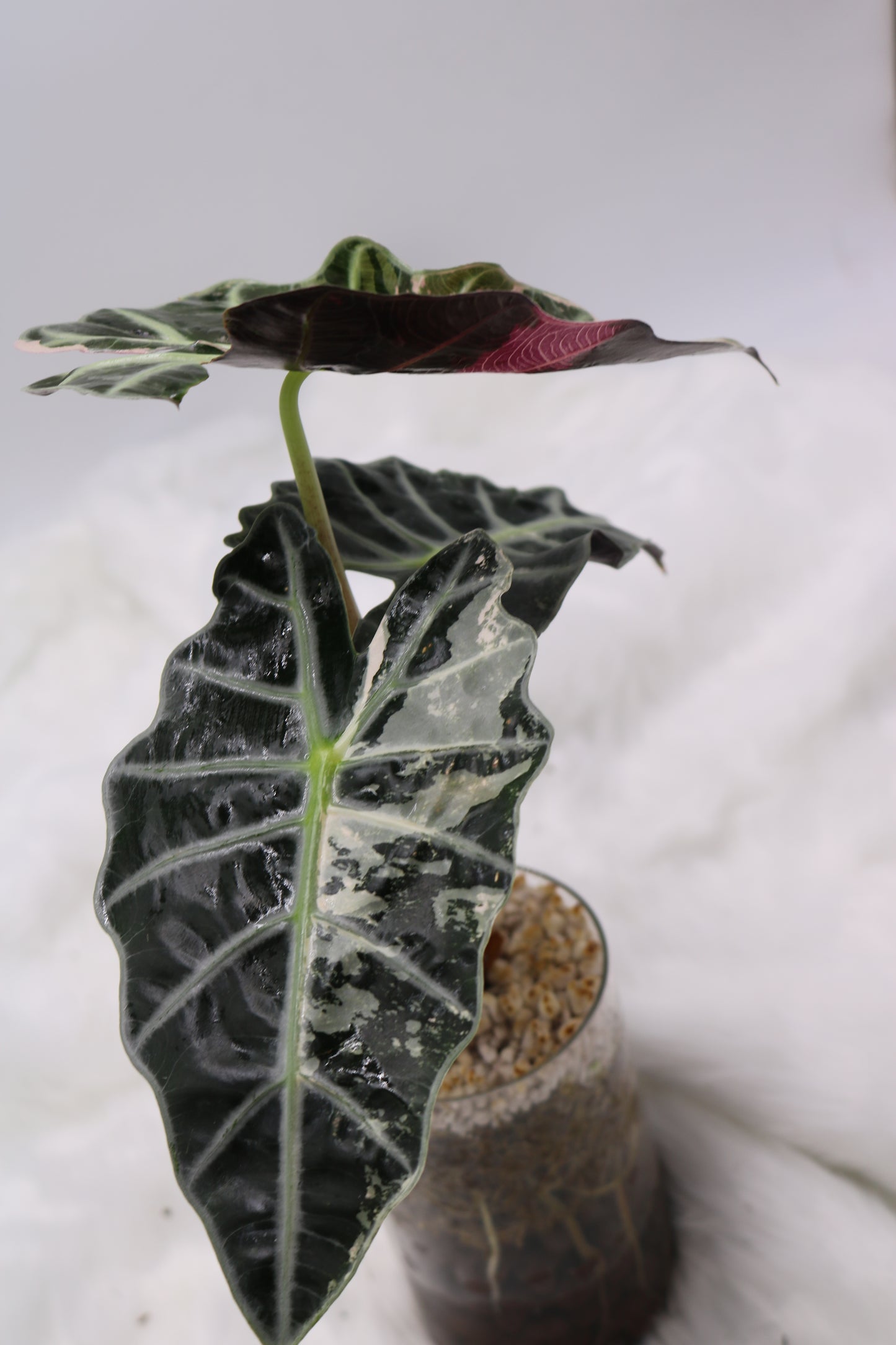 Alocasia Amazonica Thai Pink