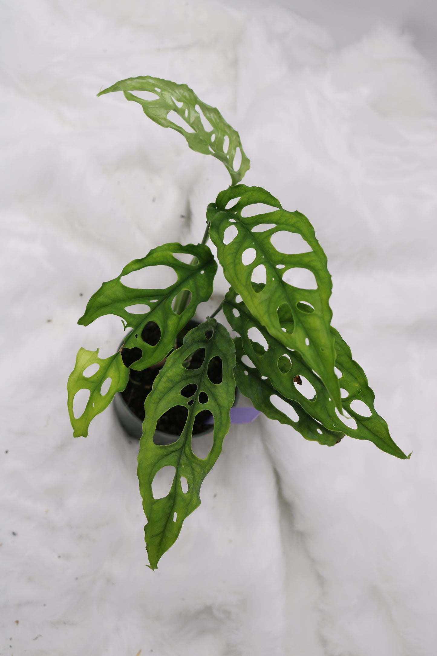 Monstera Obliqua Peru
