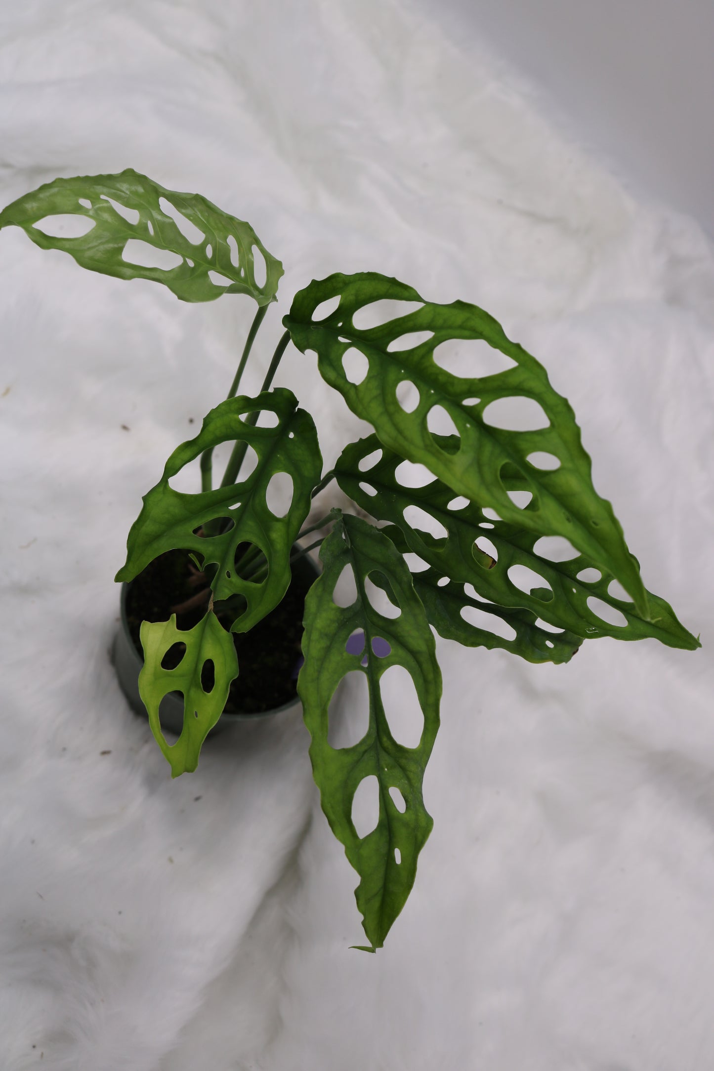 Monstera Obliqua Peru