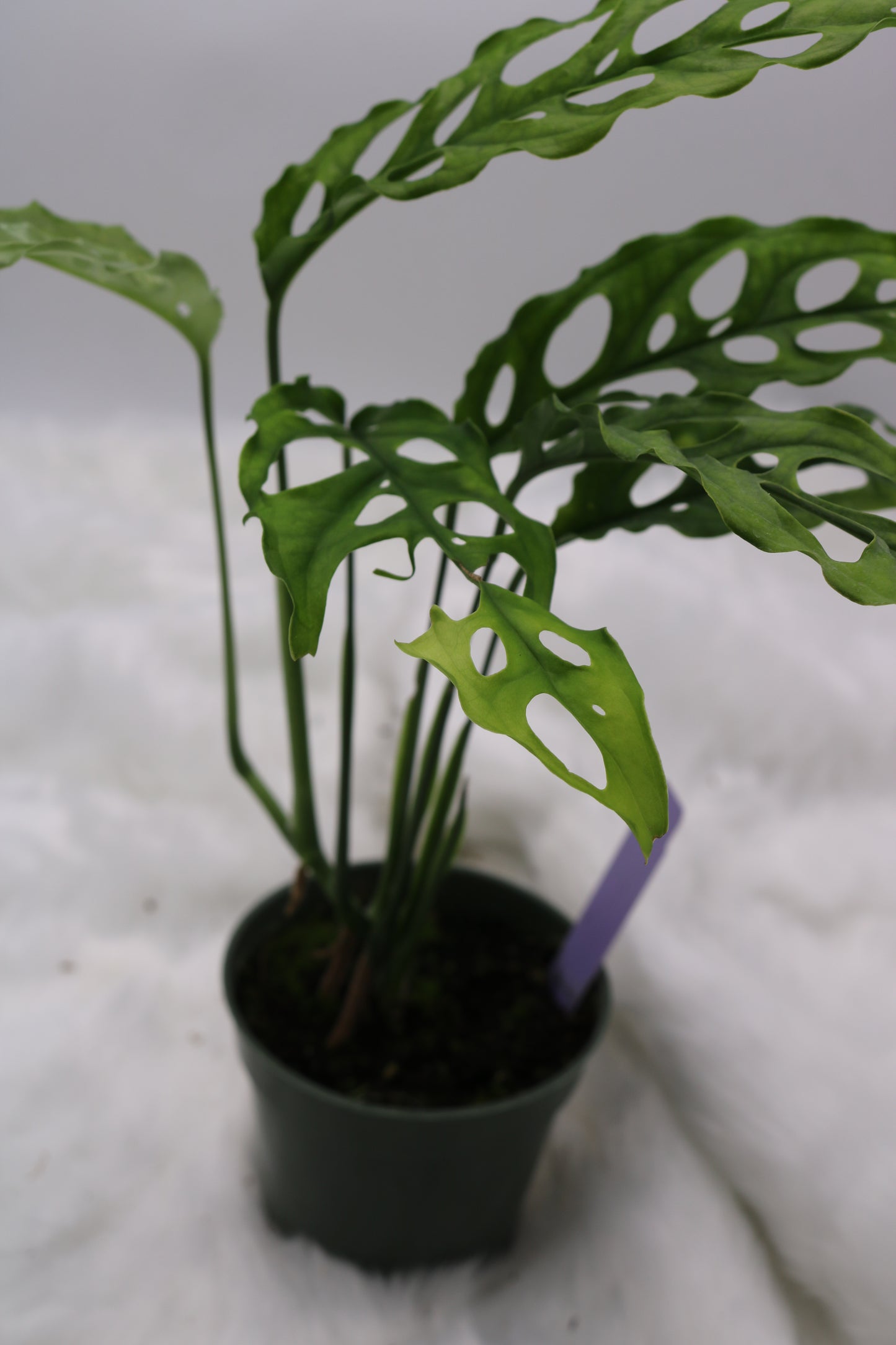Monstera Obliqua Peru