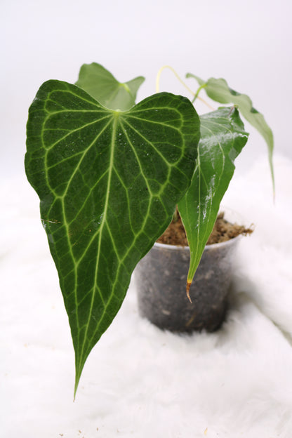Anthurium Delta Force