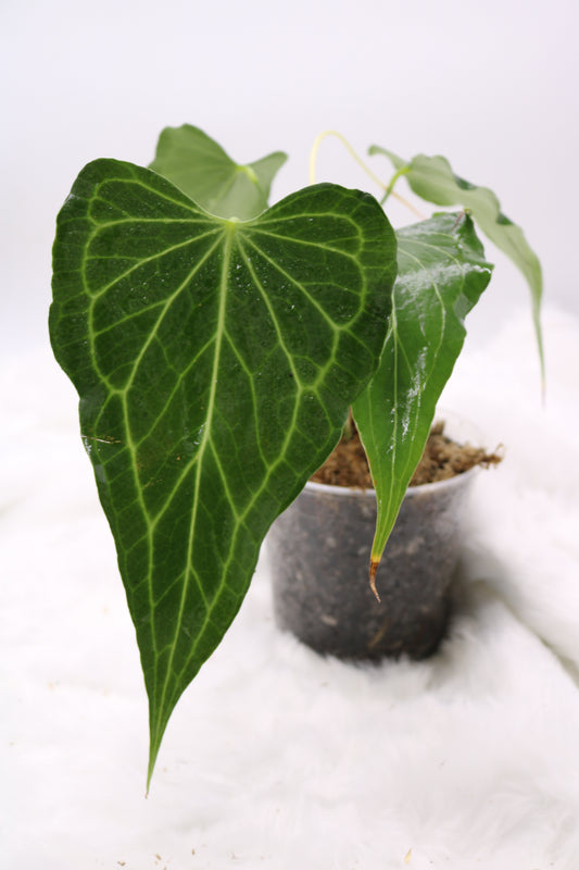 Anthurium Delta Force