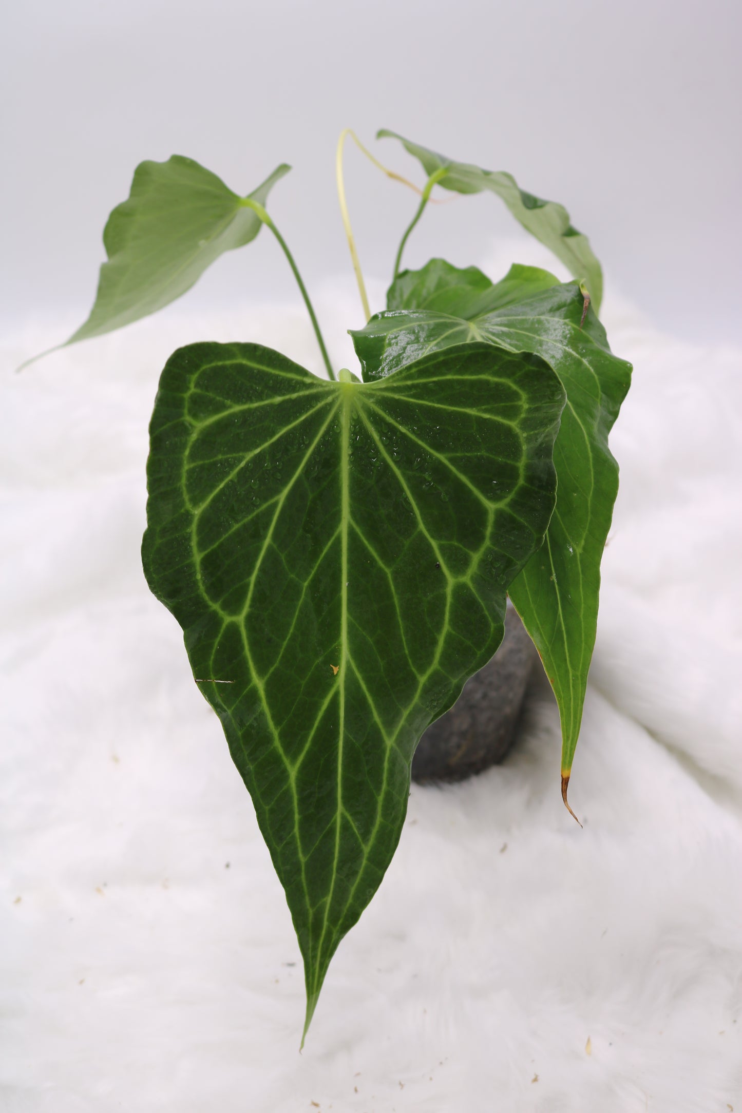 Anthurium Delta Force