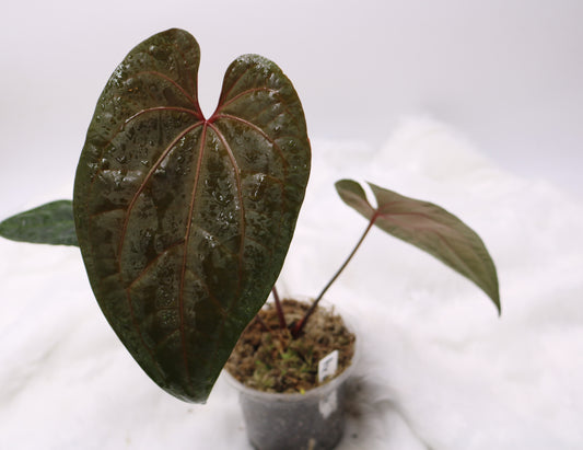 Anthurium Ace of Spades