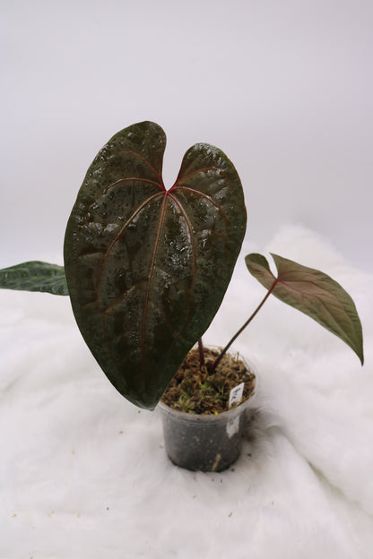 Anthurium Ace of Spades