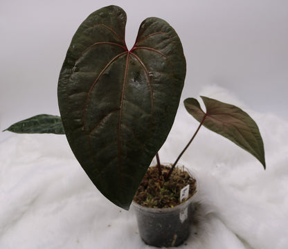 Anthurium Ace of Spades