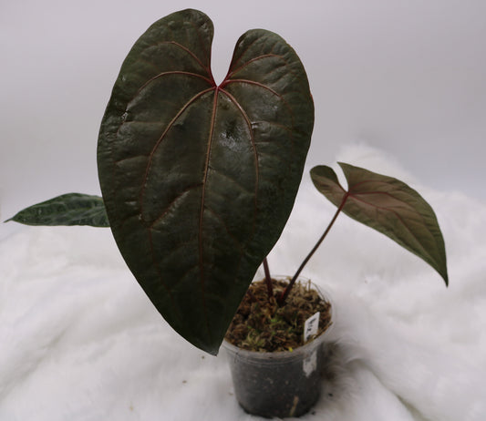 Anthurium Ace of Spades