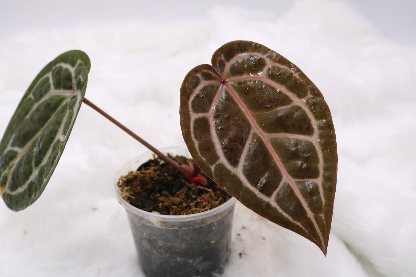 Anthurium Doc Block Michelle
