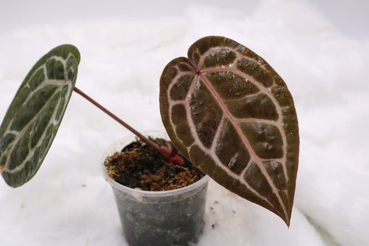 Anthurium Doc Block Michelle
