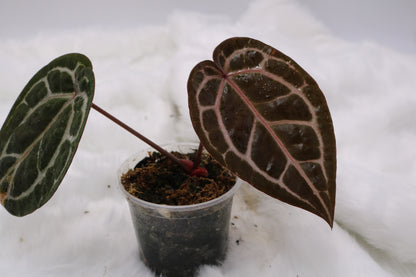 Anthurium Doc Block Michelle