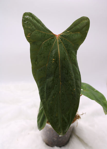 Anthurium Ft Sherman x Black Sweet