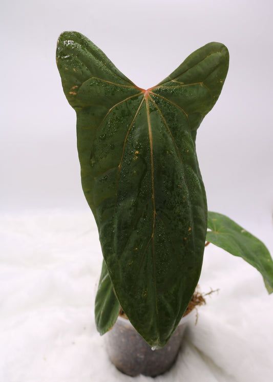 Anthurium Ft Sherman x Black Sweet