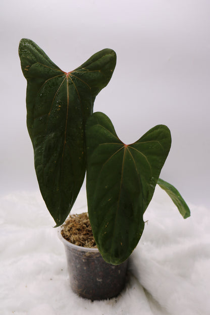 Anthurium Ft Sherman x Black Sweet