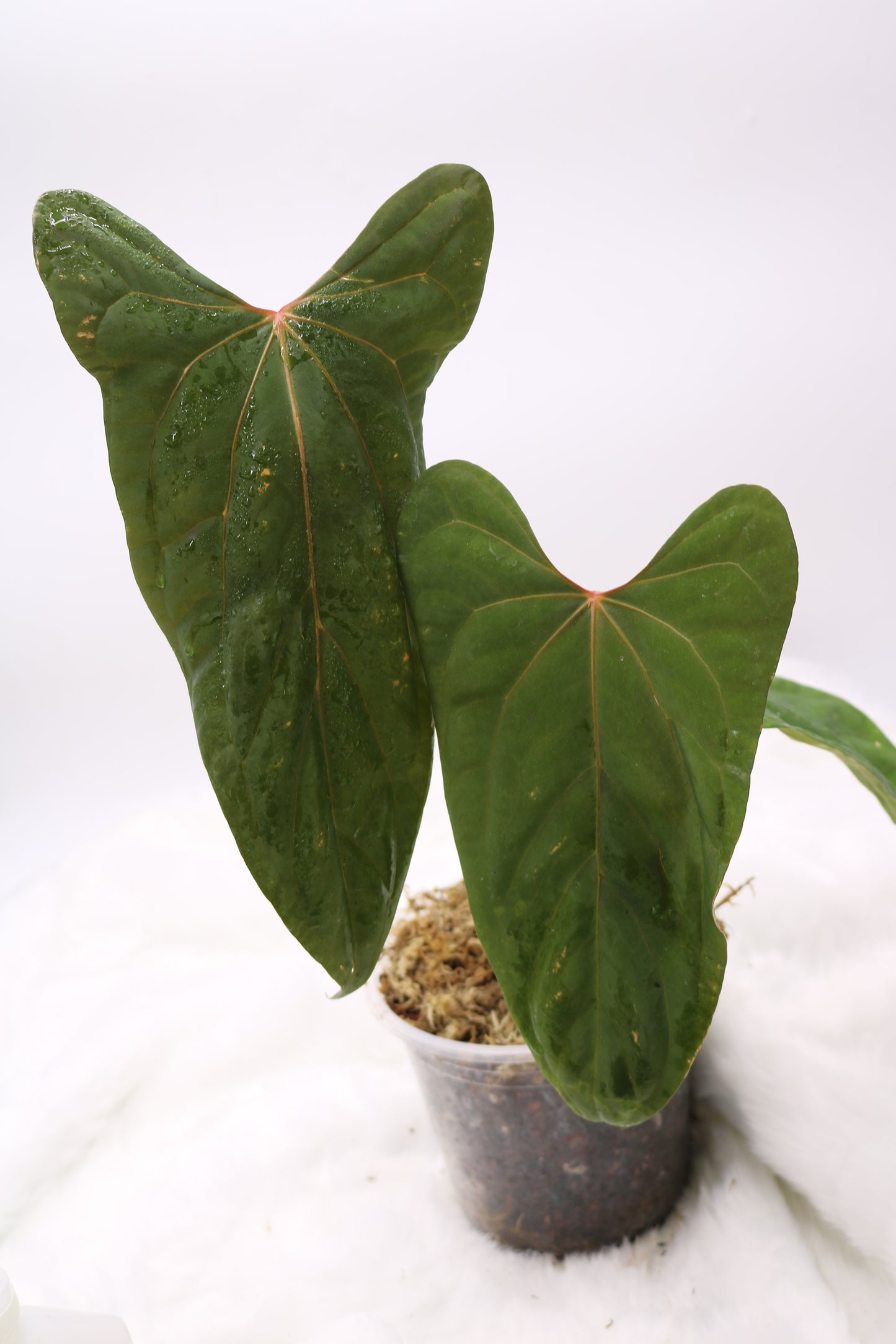 Anthurium Ft Sherman x Black Sweet