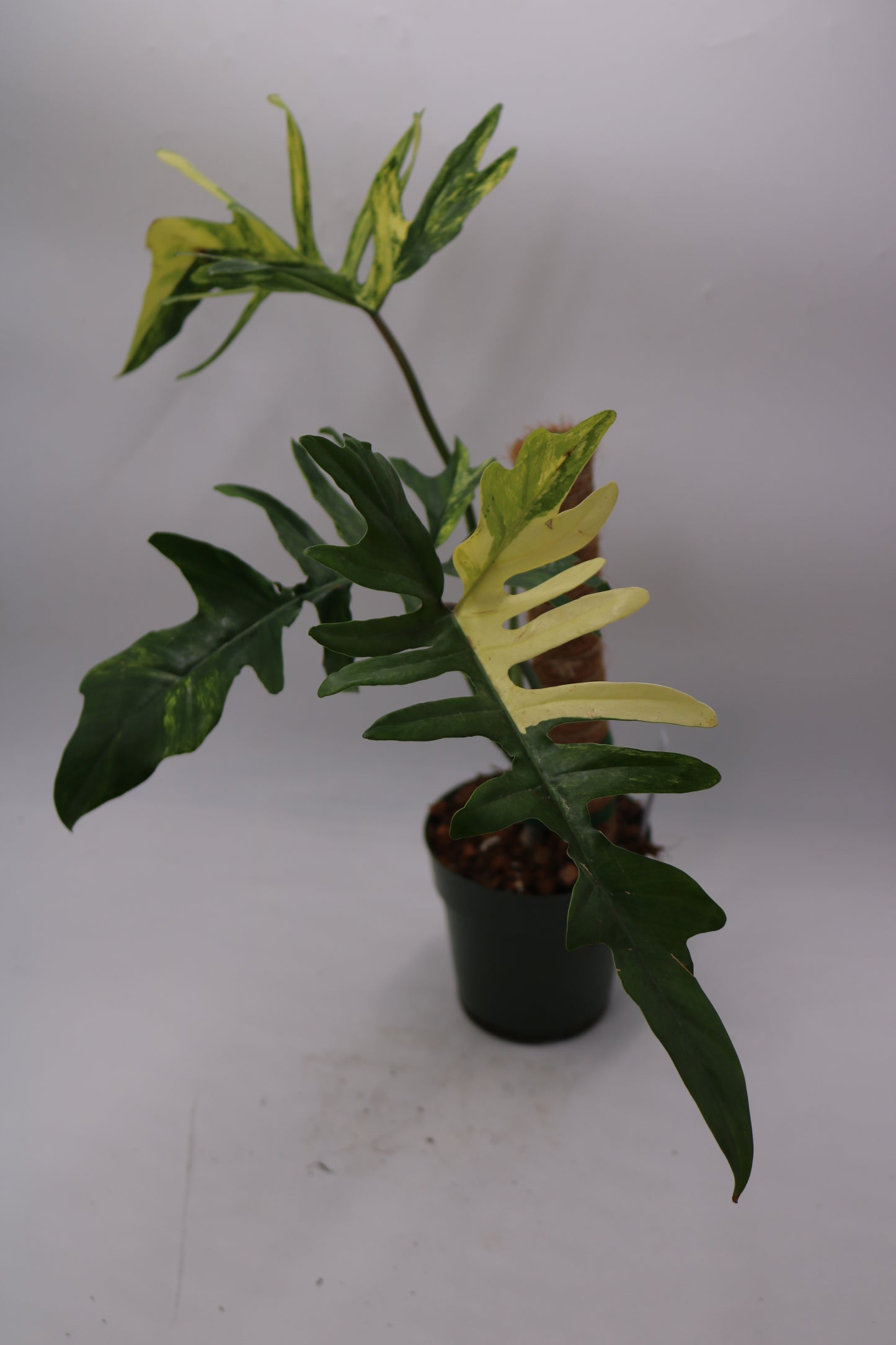 Philodendron Kitina Florida Beauty x Mayoi