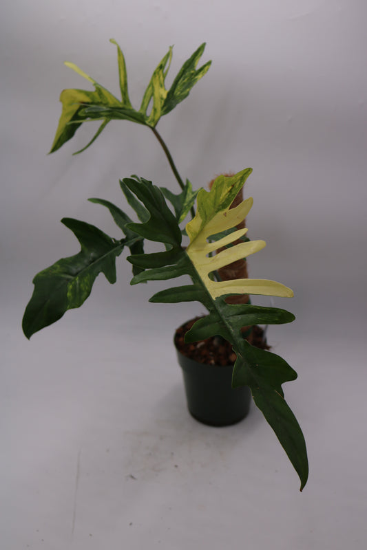 Philodendron Kitina Florida Beauty x Mayoi