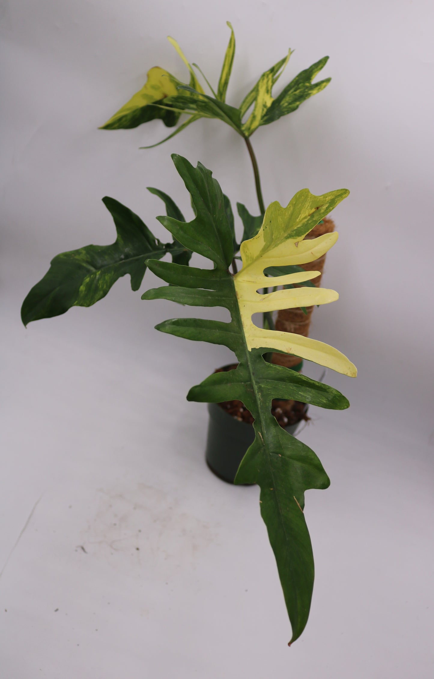 Philodendron Kitina Florida Beauty x Mayoi