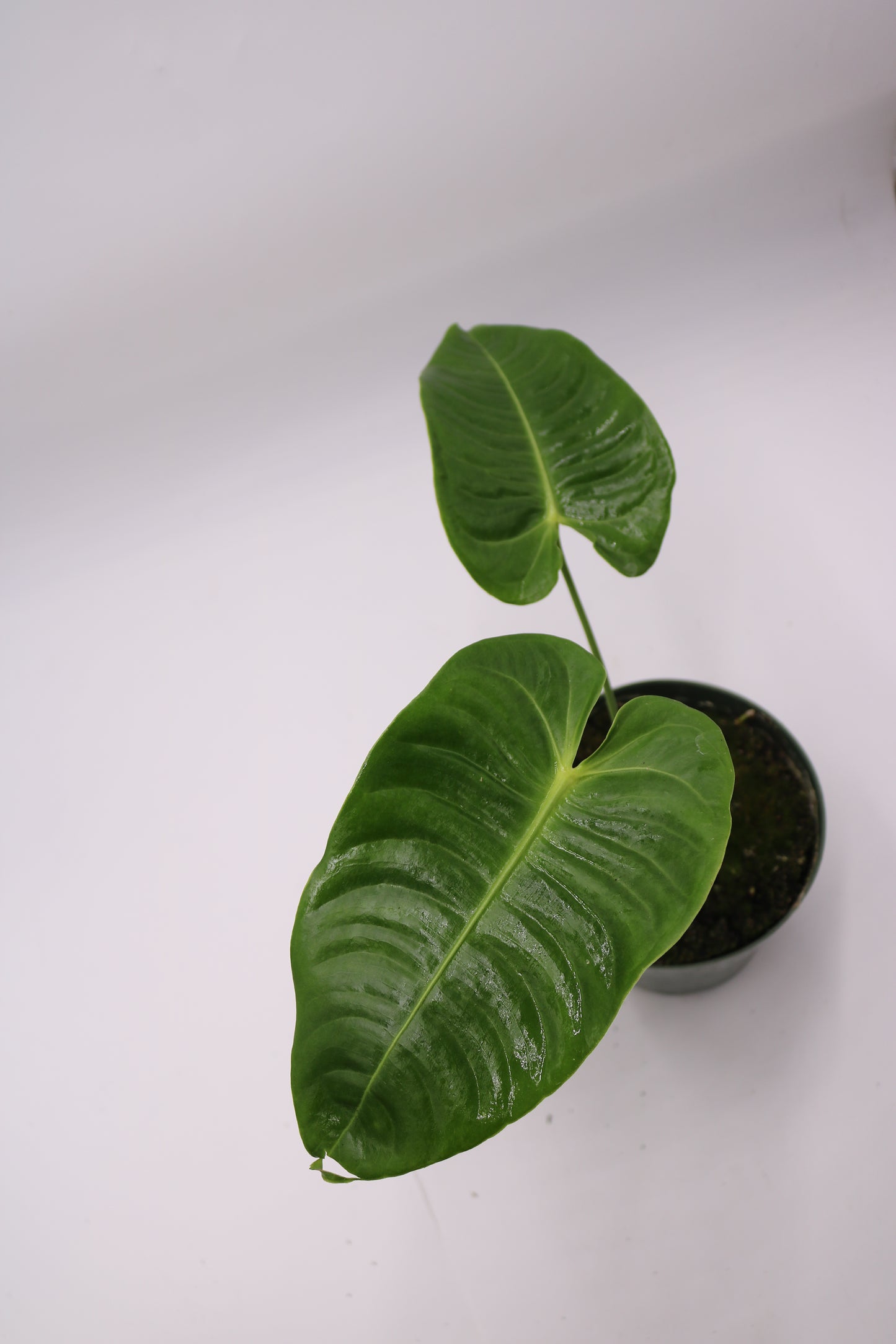 Anthurium Vietchii King
