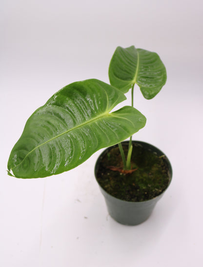 Anthurium Vietchii King