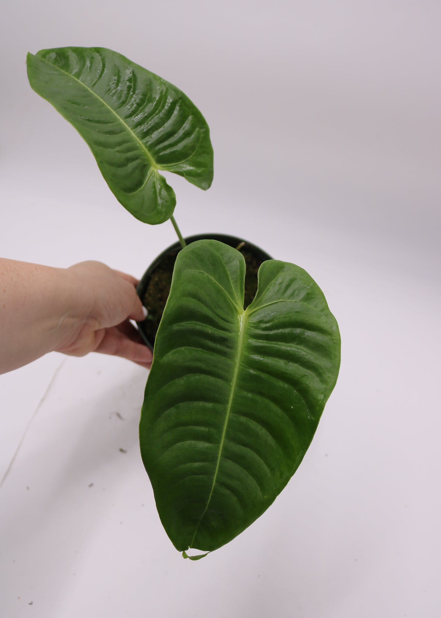 Anthurium Vietchii King