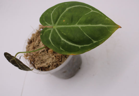 Anthurium SKG Silver x Forgetii
