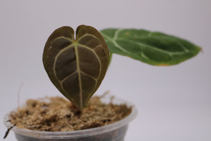 Anthurium SKG Silver x Forgetii
