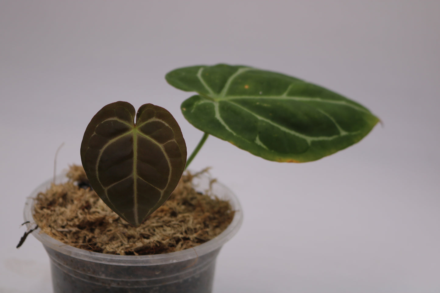 Anthurium SKG Silver x Forgetii