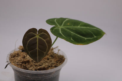 Anthurium SKG Silver x Forgetii