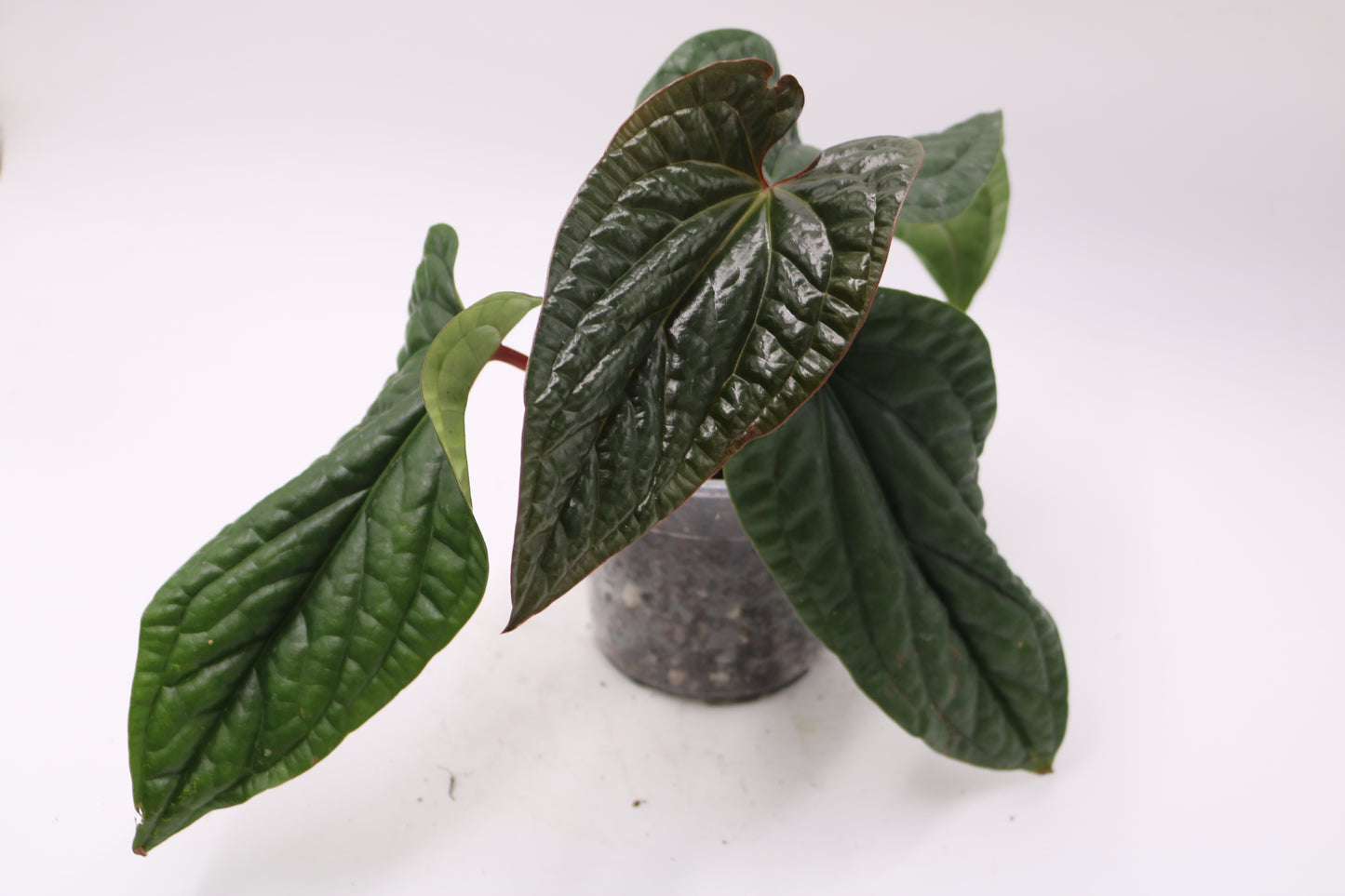 Anthurium Luxurian hybrid Mutant NOID
