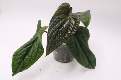 Anthurium Luxurian hybrid Mutant NOID