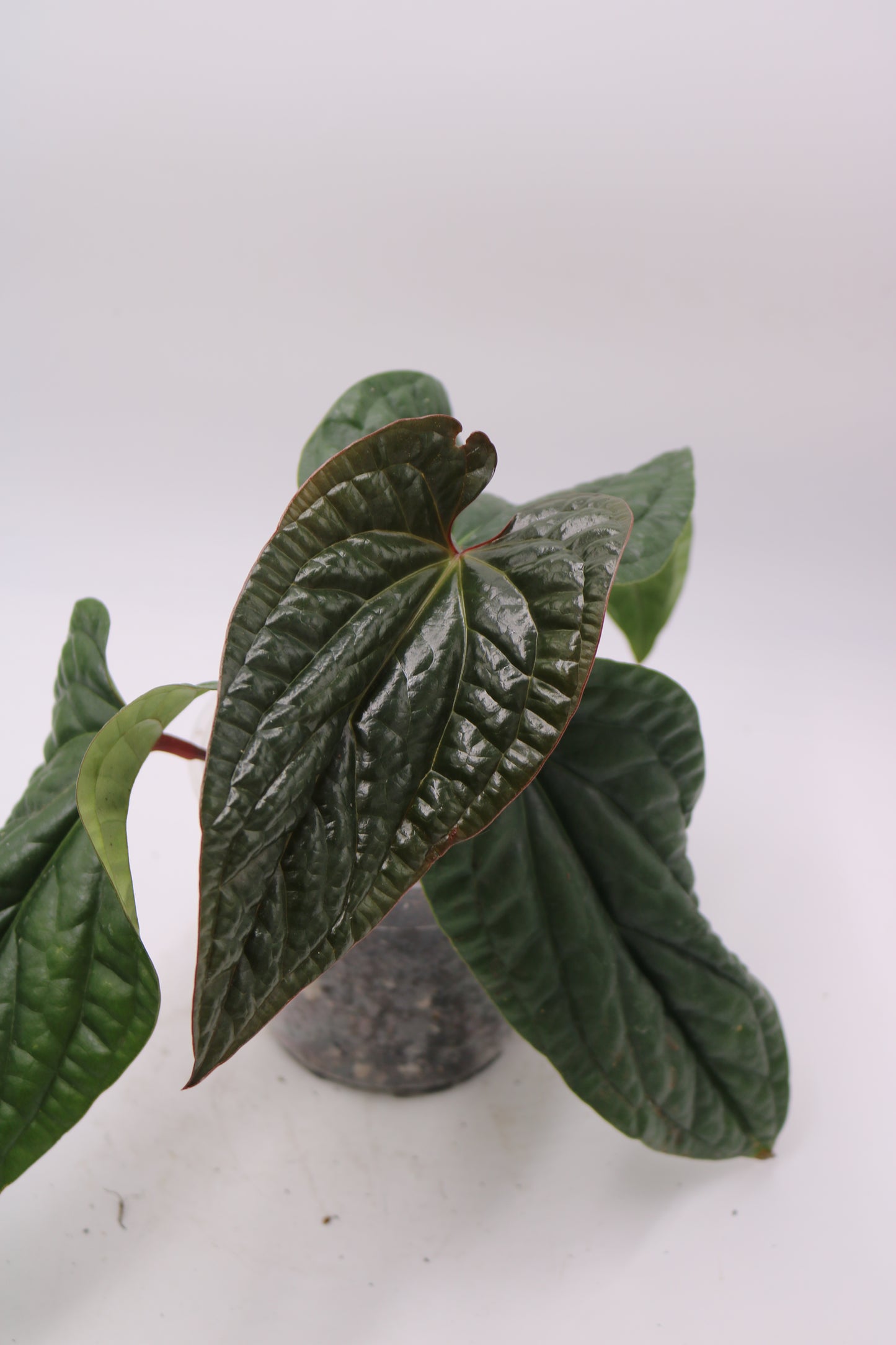 Anthurium Luxurian hybrid Mutant NOID