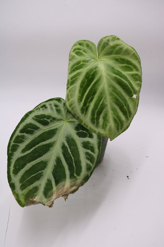 Anthurium Dorayaki Silver x Black Widow/Michelle