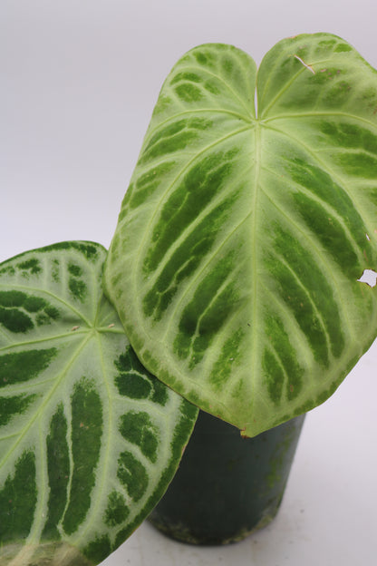 Anthurium Dorayaki Silver x Black Widow/Michelle