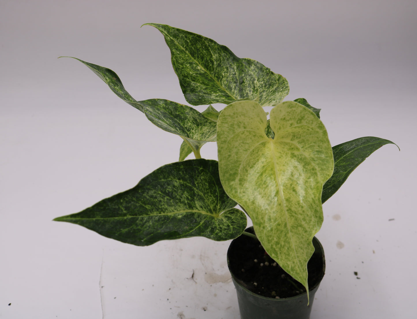 Anthurium Watermaliense Variegated