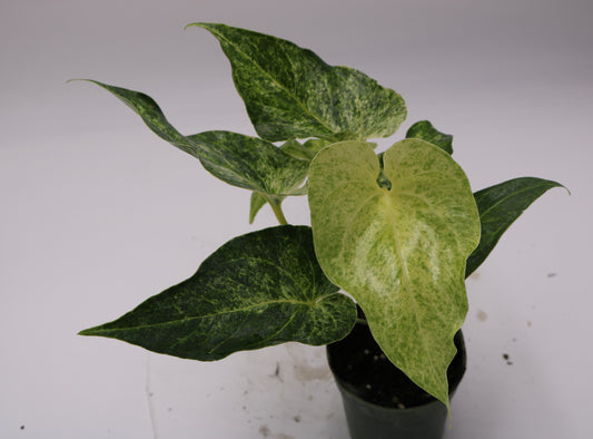 Anthurium Watermaliense Variegated