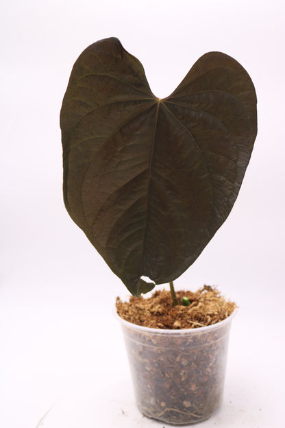 Anthurium Queen of Hearts QOH