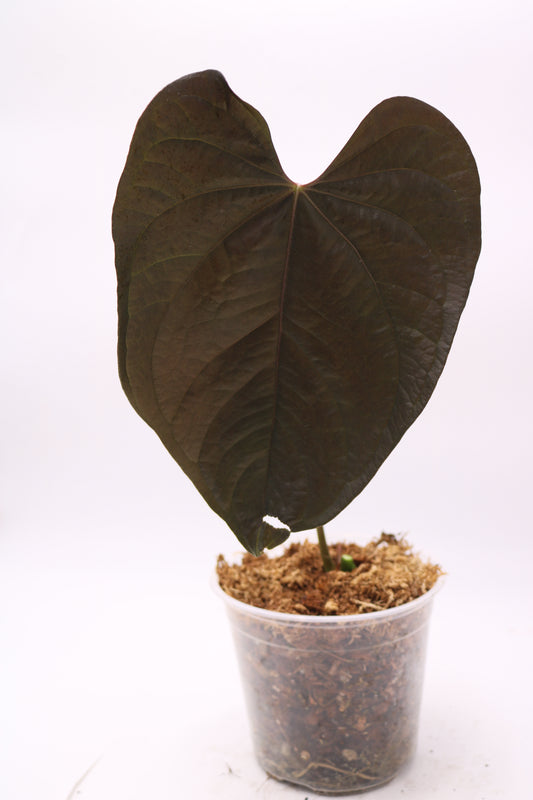 Anthurium Queen of Hearts QOH