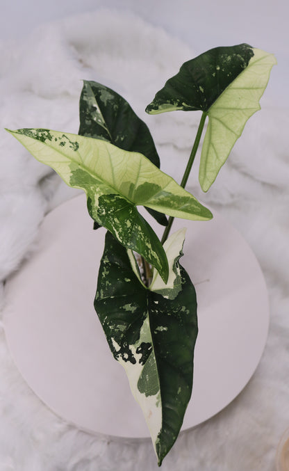 Alocasia Simpo Albo