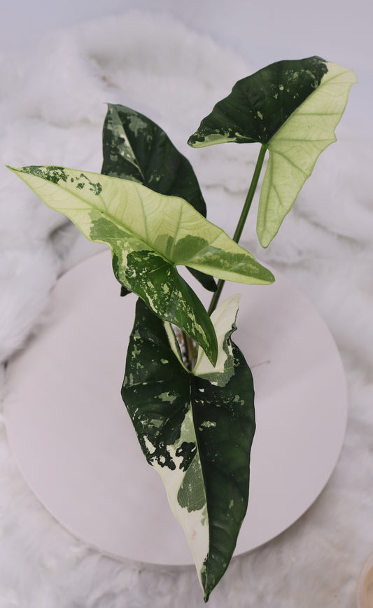 Alocasia Simpo Albo