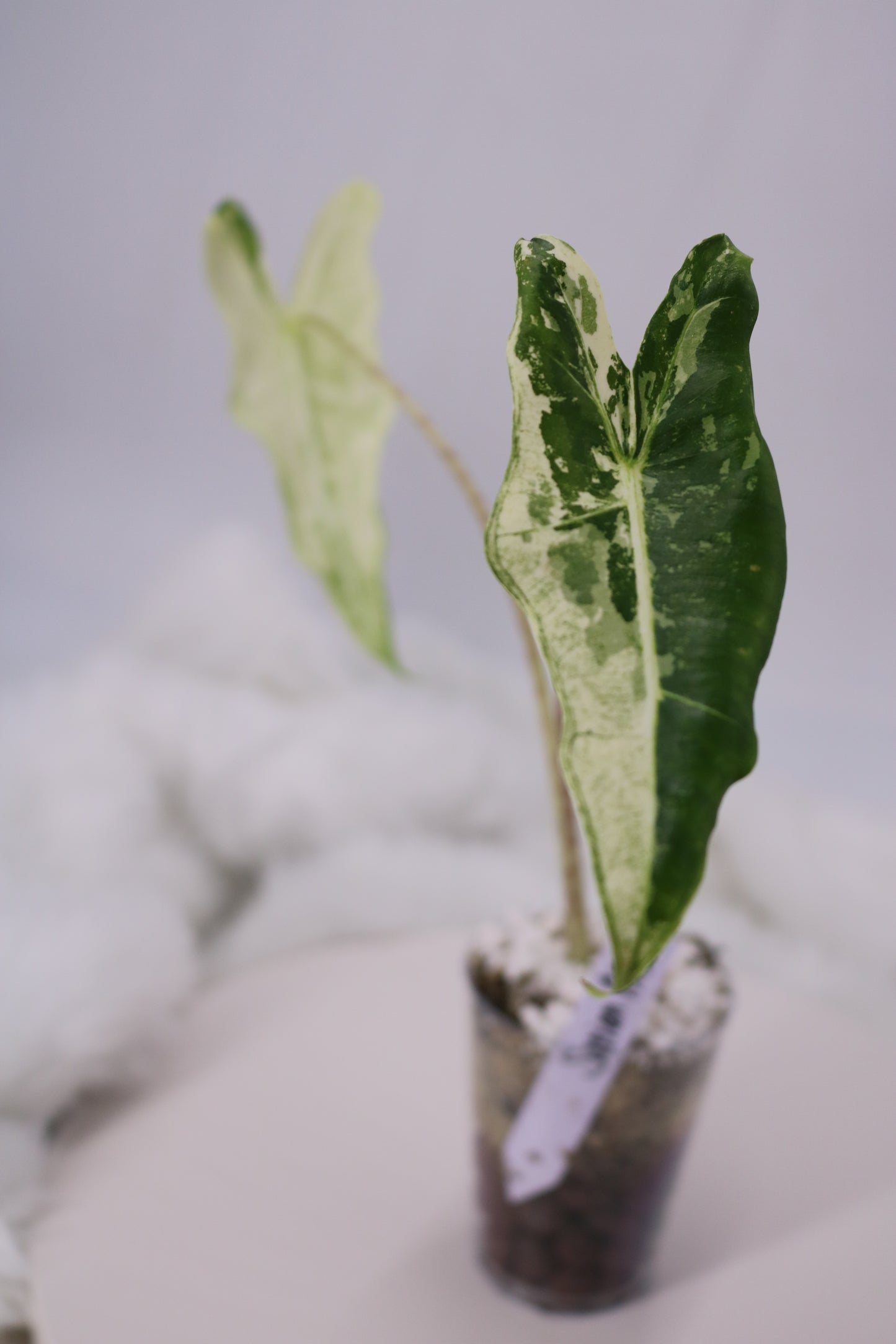 Alocasia Sarian Albo