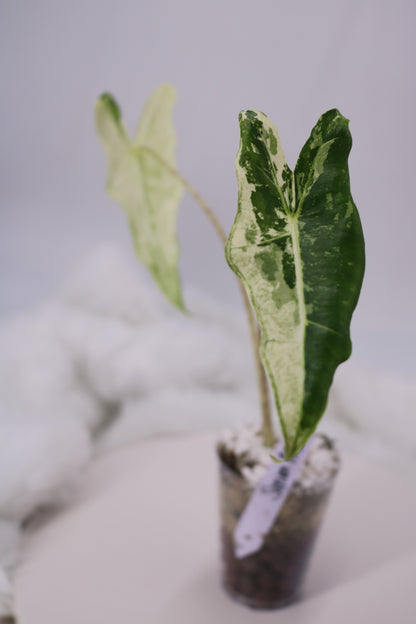 Alocasia Sarian Albo