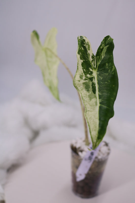 Alocasia Sarian Albo