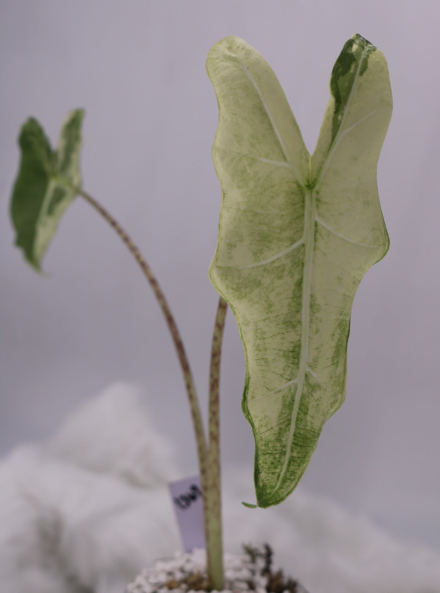 Alocasia Sarian Albo