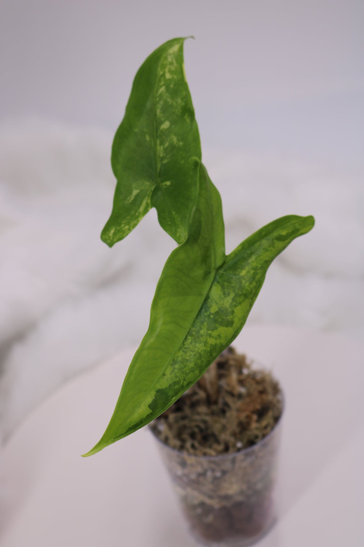 Alocasia Tigrina Variegated
