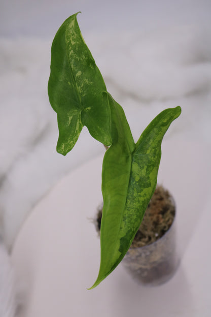 Alocasia Tigrina Variegated
