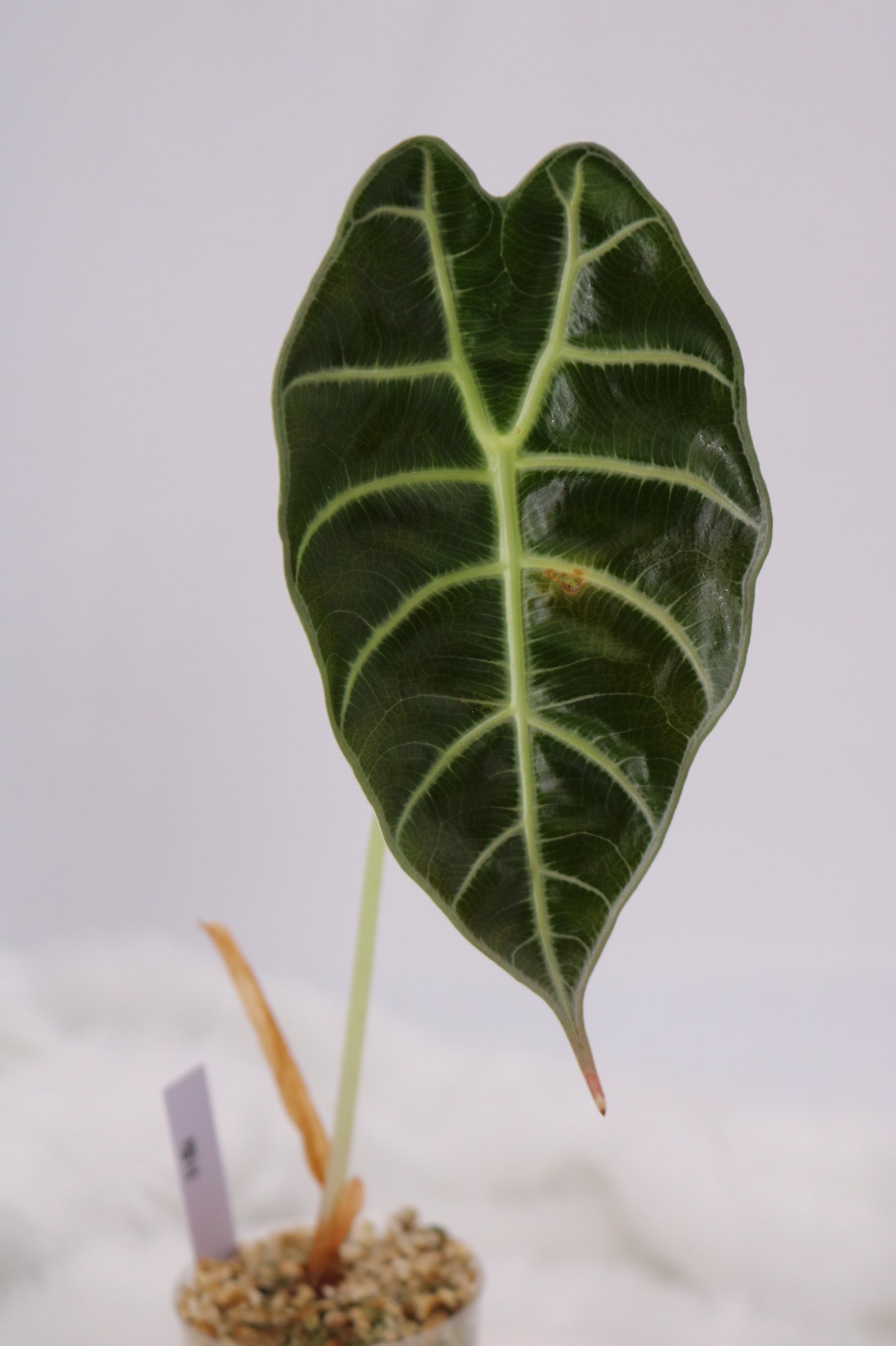 Alocasia Watsoniana White Vein