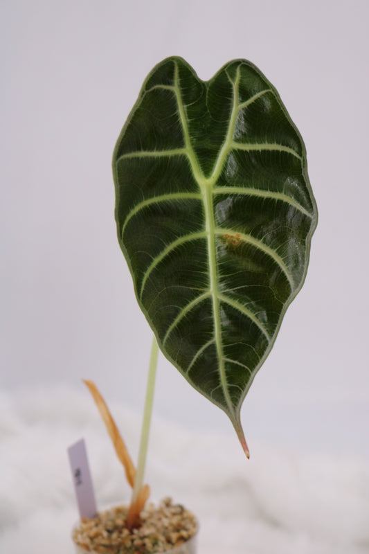 Alocasia Watsoniana White Vein
