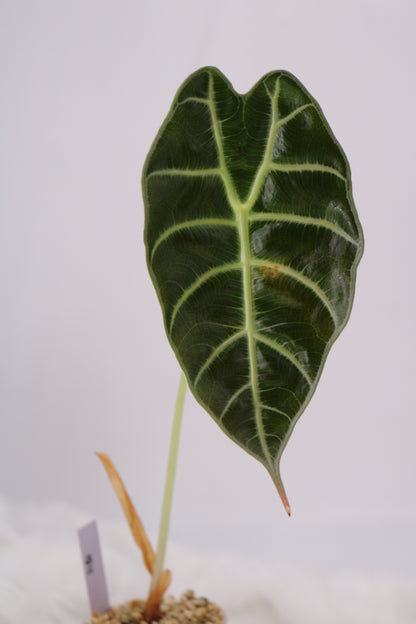 Alocasia Watsoniana White Vein