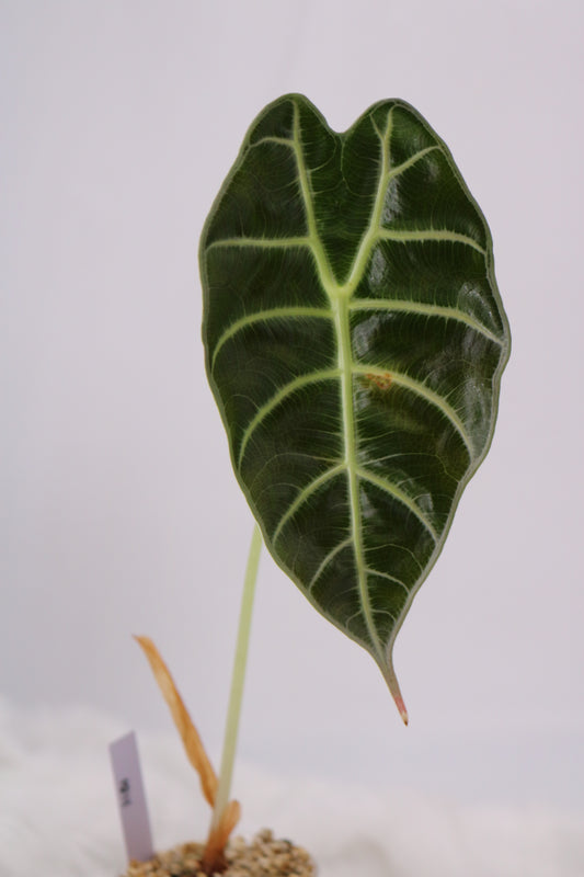Alocasia Watsoniana White Vein